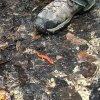 2018 Red River Gorge